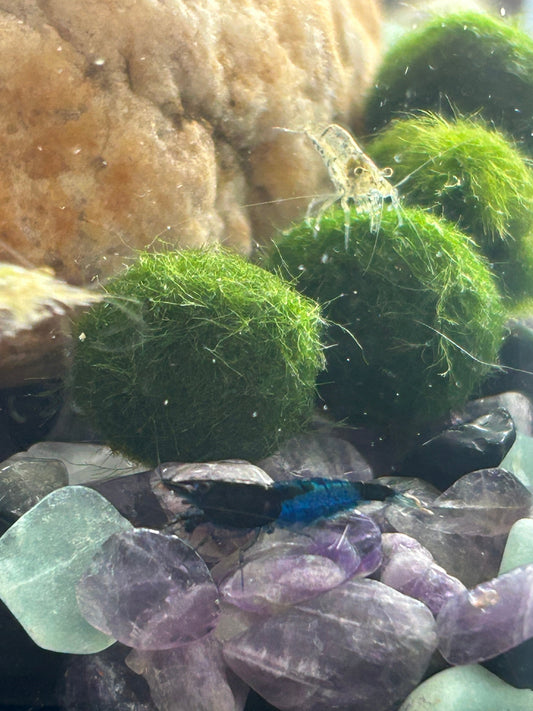 The Perfect Match: Why Neocaridina Shrimp and Marimo Moss Balls Are Aquarium Soulmates